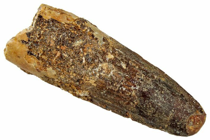 Fossil Spinosaurus Tooth - Real Dinosaur Tooth #329514
